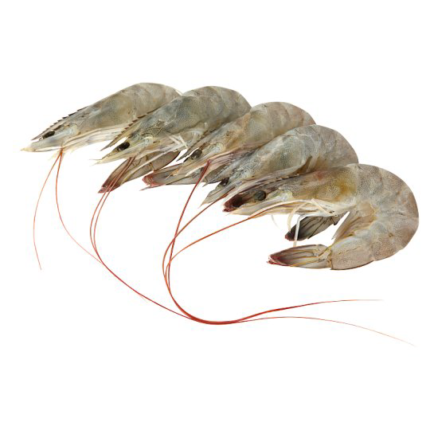 UDANG SEDERHANA (KG)(9085)